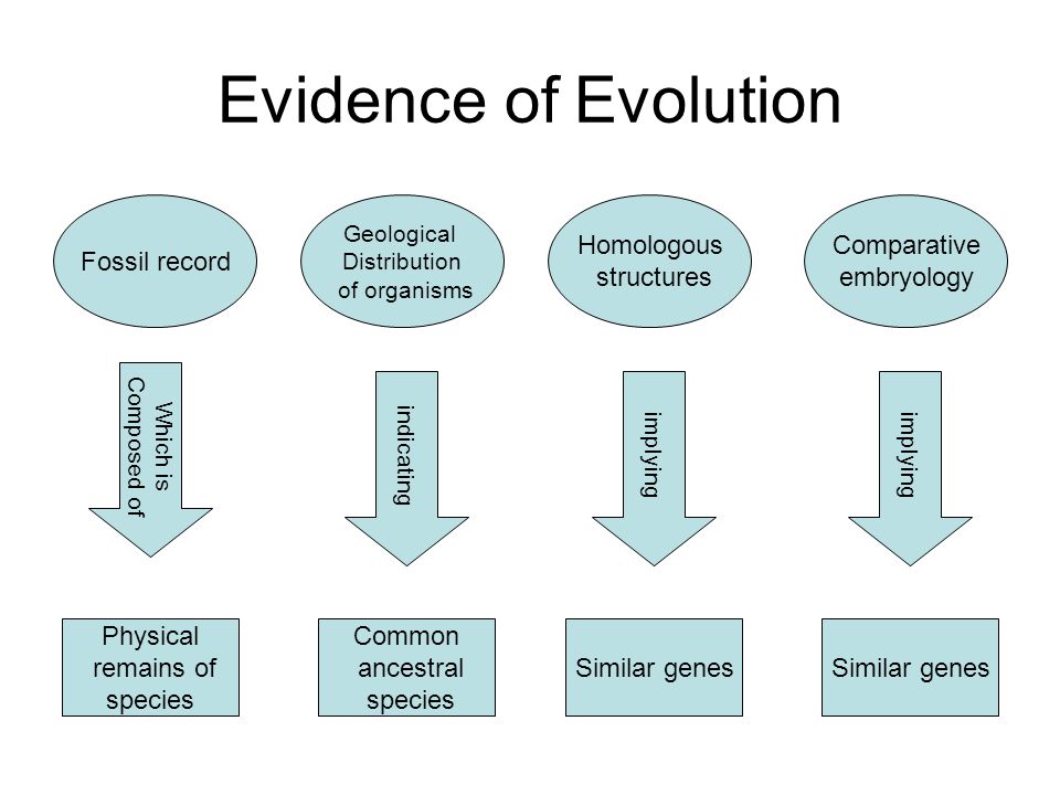 What is the evidence for evolution